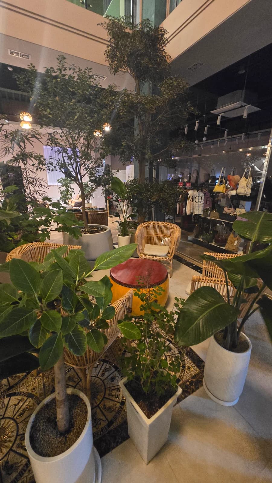 카페 캘리포니아 식물 파티션 프라이빗 좌석 라탄 의자