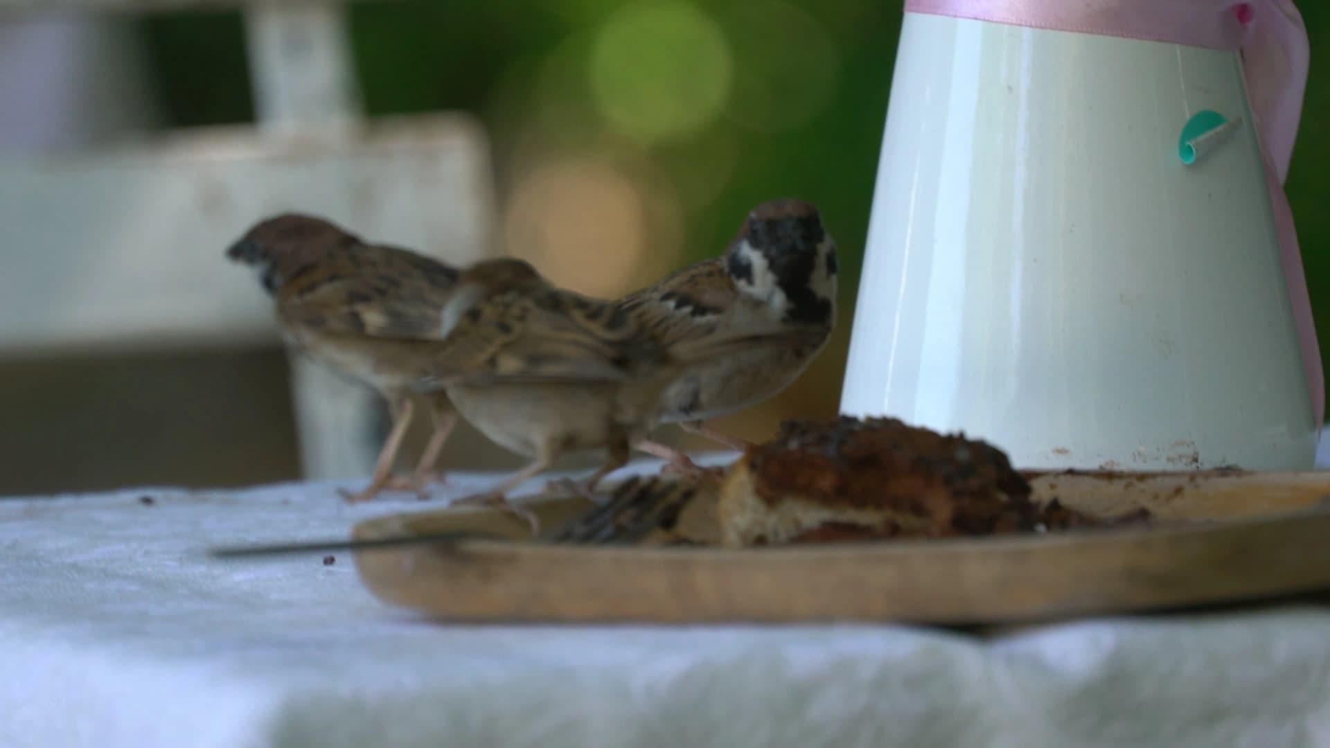 Sparrows pecking at cake crumbs on a plate at a garden cafe table