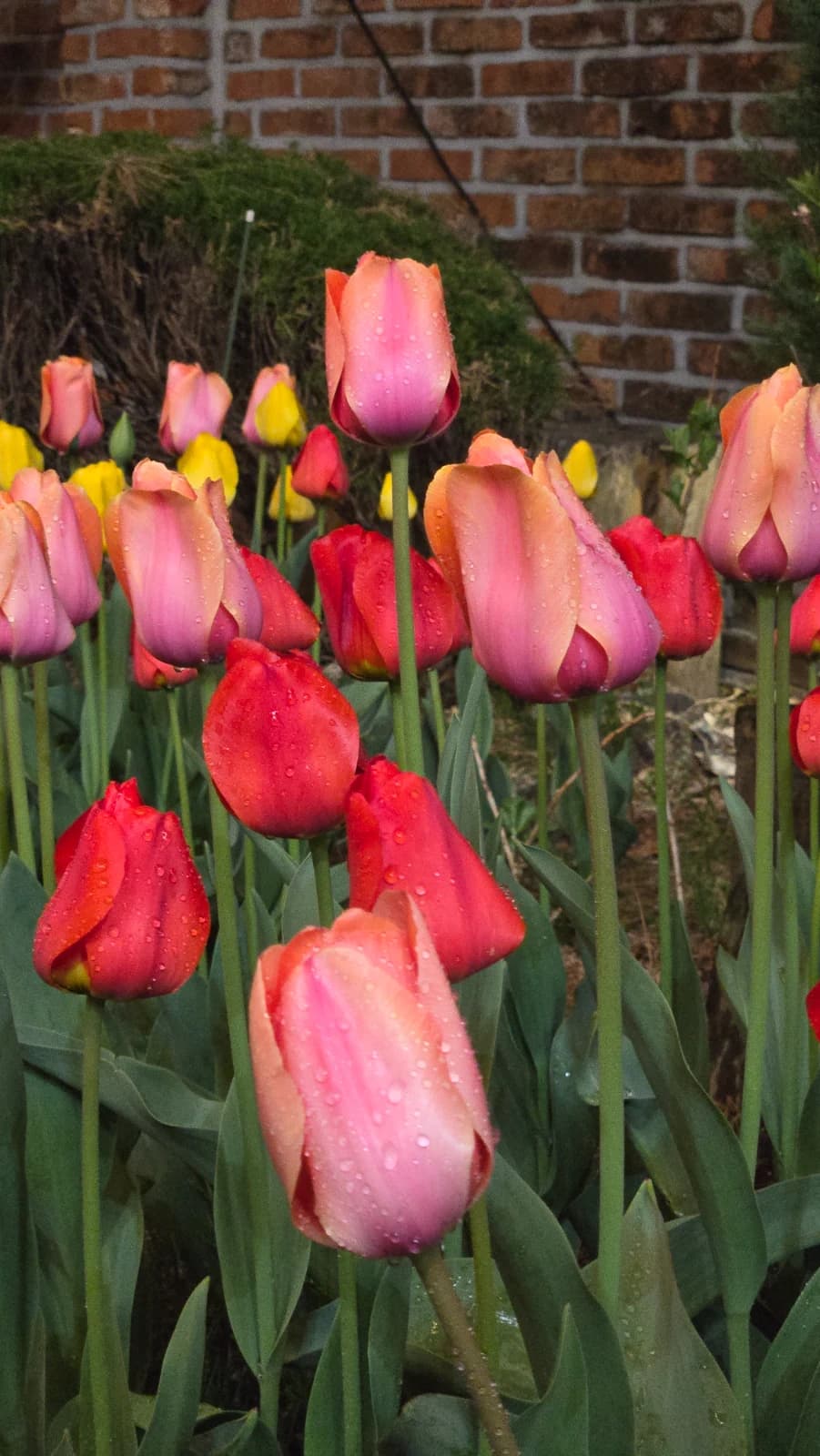 오뜨몽드 입구 벽돌 담 앞 빨강 분홍 노랑 튤립 클로즈업