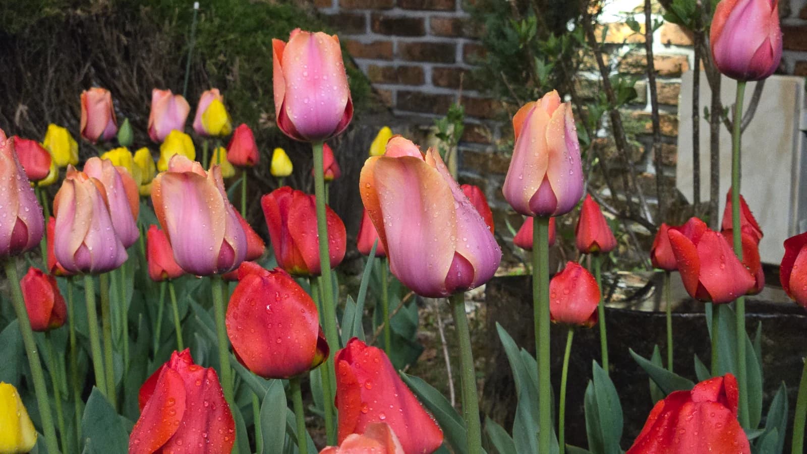 꽃잎 위에 물방울이 맺힌 튤립 야간 조명 아래 모습