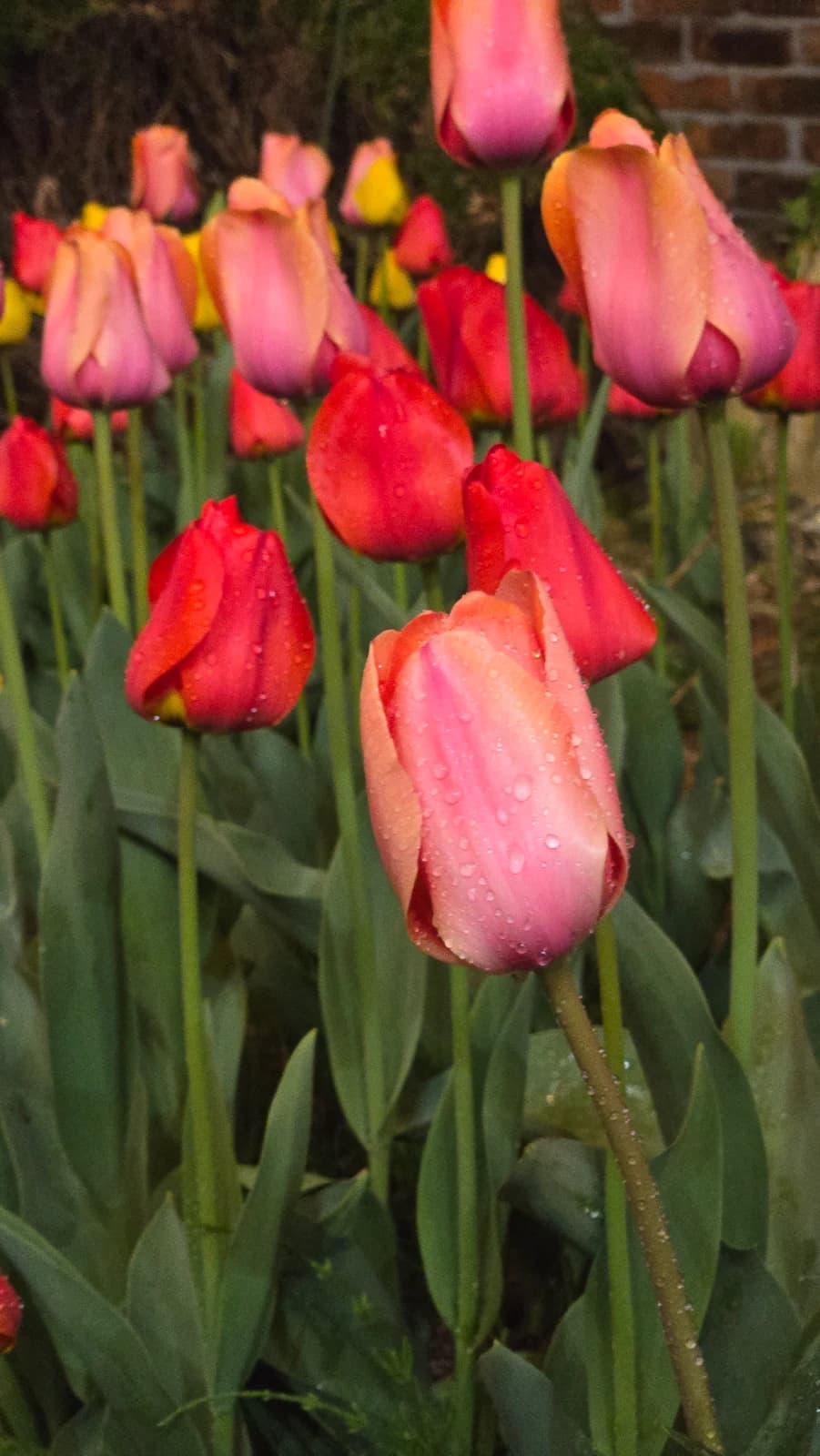 오뜨몽드 입구 벽돌 담과 편백나무 사이 다양한 색상의 튤립