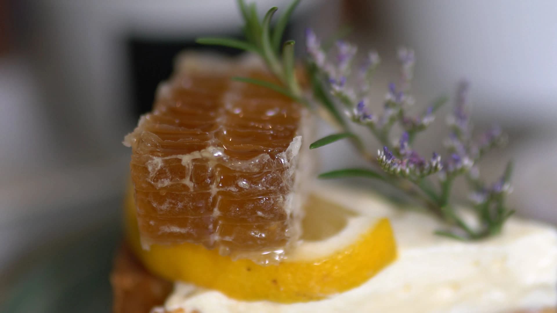 Outdoor seating beneath a vine-covered iron structure looking out over The Creeper House garden