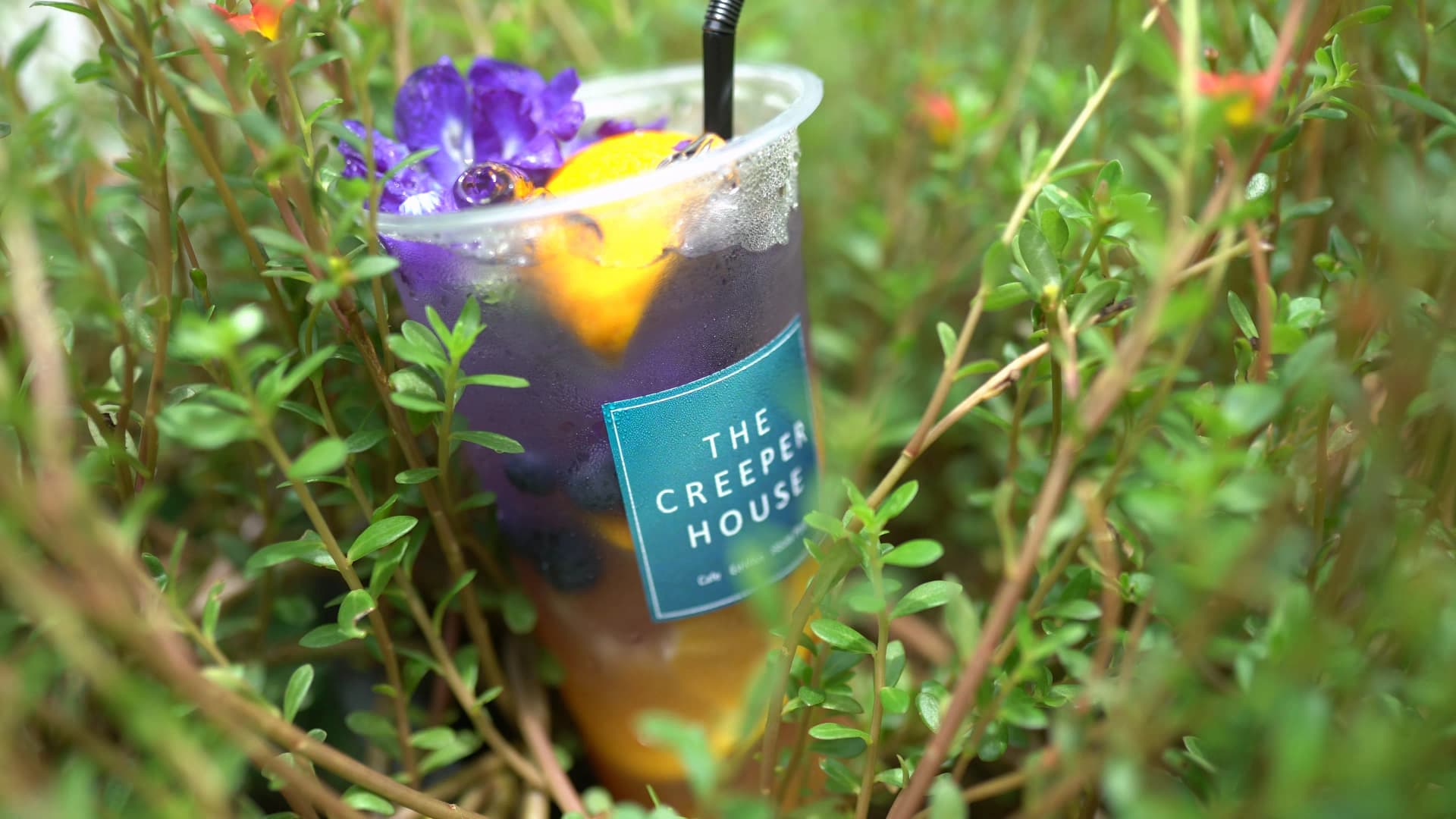 Anchan drink cup placed among the bushes beside the cafe with purple flowers and green leaves blending together