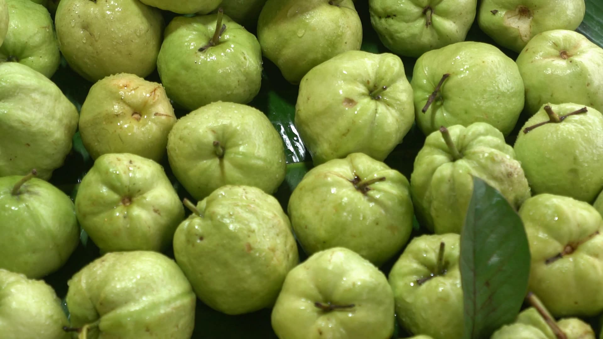 태국 재래시장 구아바 판매 – 물기 머금은 신선한 구아바 클로즈업