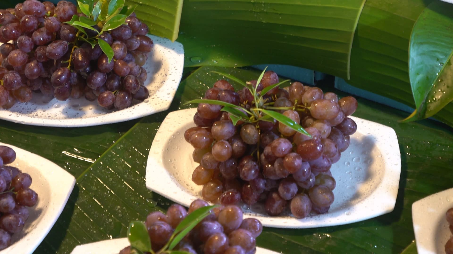 태국 재래시장 포도 – 물방울 맺힌 신선한 보라색 포도 클로즈업