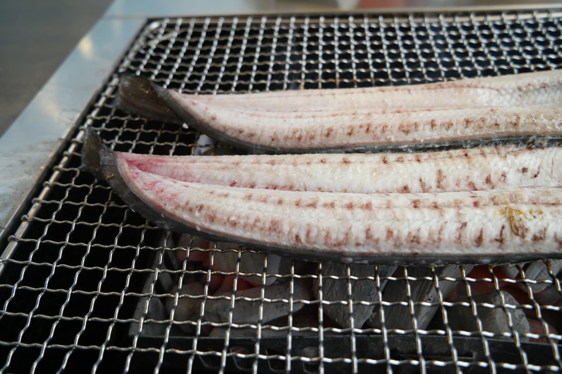 숯불 위 민물장어 클로즈업 - 익기 전 토실토실하고 촉촉한 살 상태 | 하이제이에스비