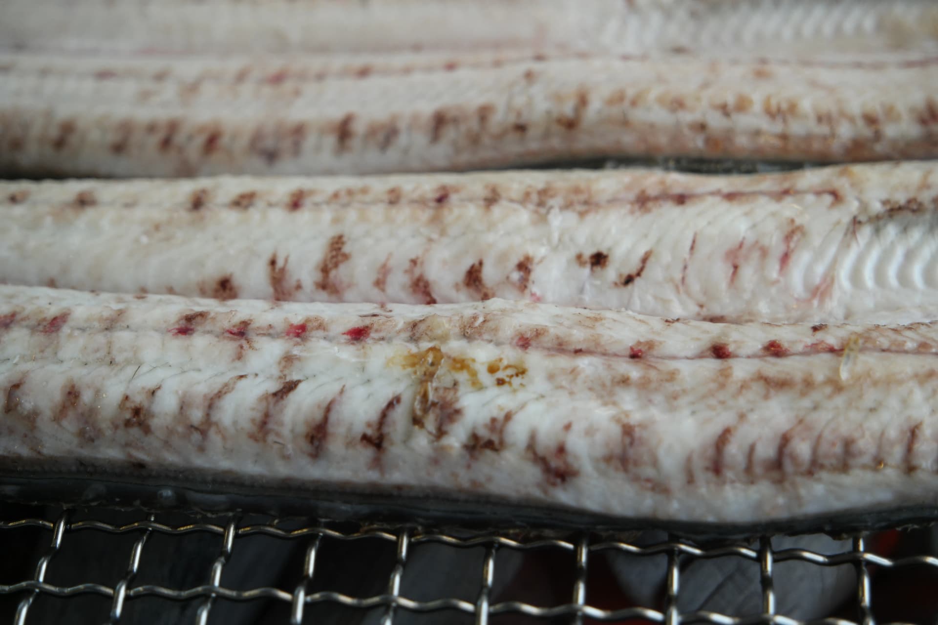 민물장어 살결 극접사 - 잔근육 결을 따라 붉은 핏줄이 촘촘하게 박힌 신선한 상태 | 하이제이에스비