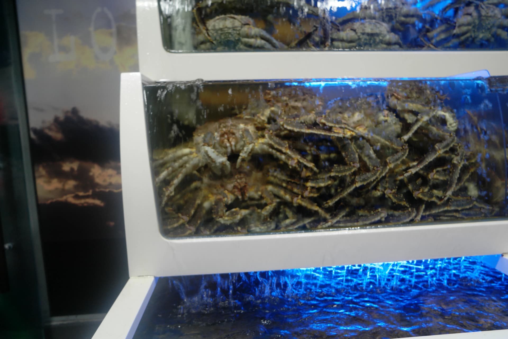 কিং ক্র্যাব কোরিয়া — প্রতিটা পয়সা উশুল হওয়া প্রিমিয়াম সামুদ্রিক খাবার