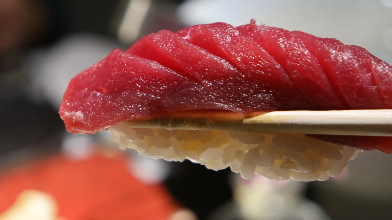 Gros plan sur sushi de thon soulevé, chair rubis brillante aux fibres serrées et lustrées