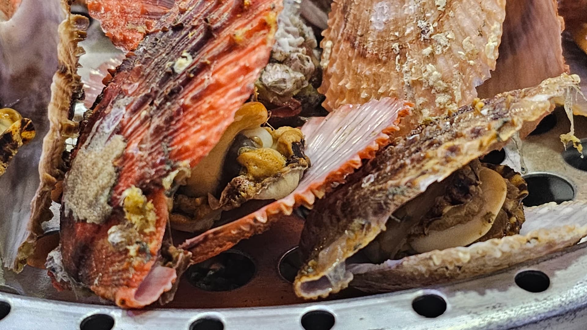 Vieiras al vapor con las conchas abiertas mostrando la gónada anaranjada y el músculo blanco