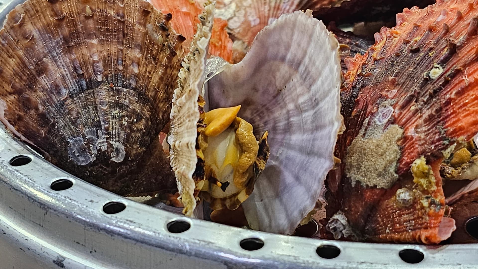 Primer plano del músculo y la gónada de la vieira, a punto de ser desprendidos con palitos