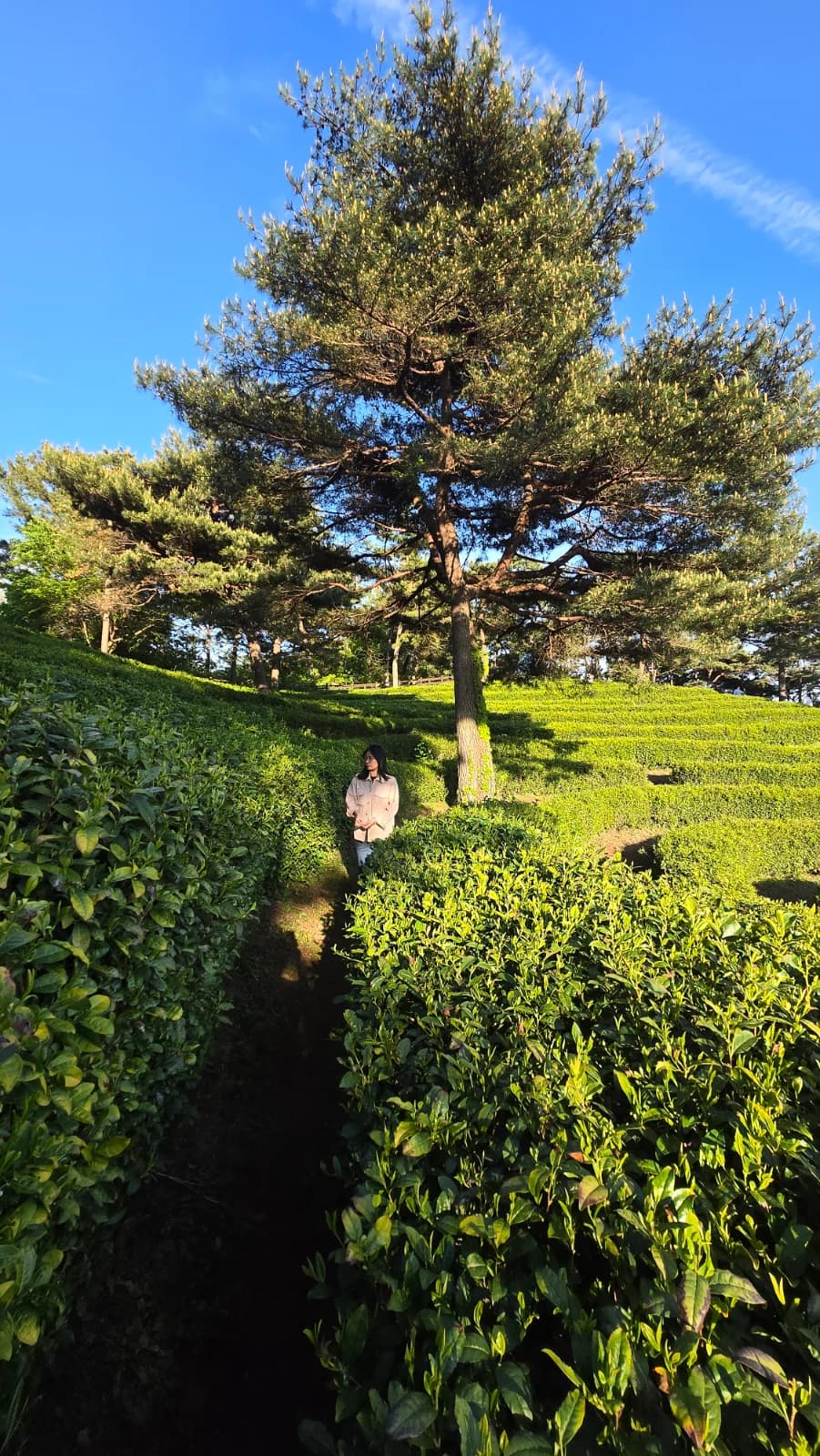 보성 녹차밭 차나무 사이 좁은 흙길과 소나무 한 그루