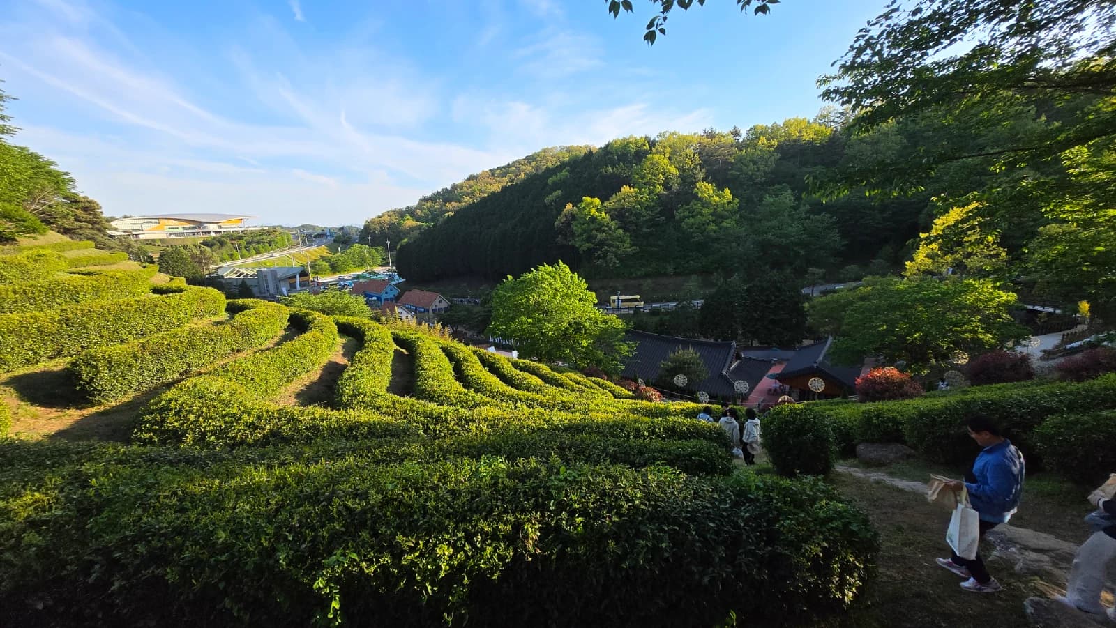 보성 녹차밭 위에서 내려다본 전경, 차나무 곡선과 한옥 지붕