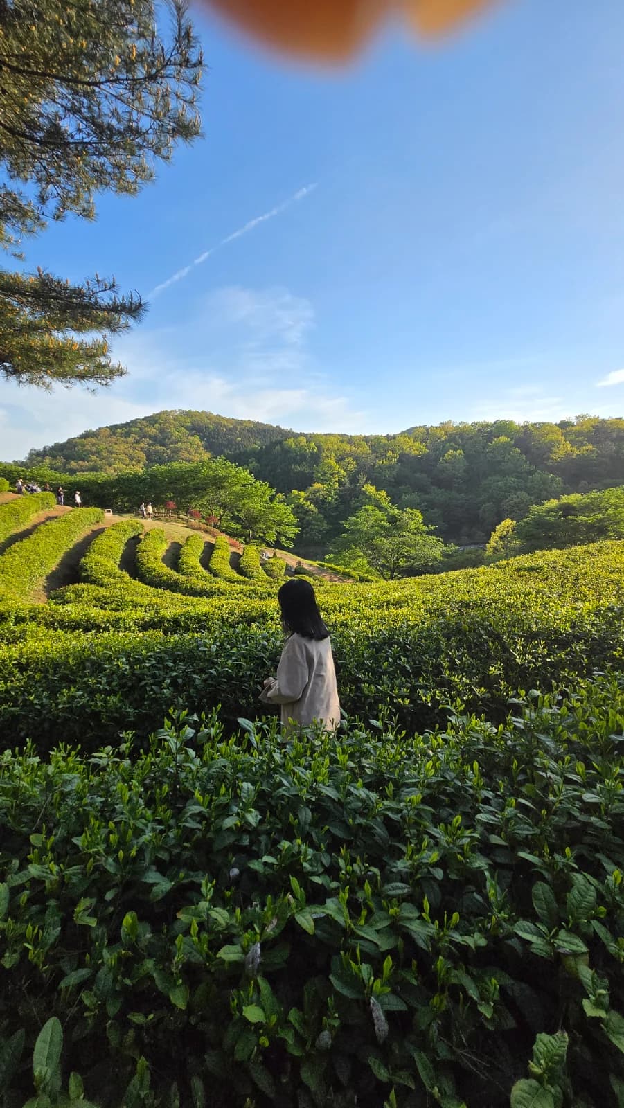 보성 녹차밭 세로 사진, 비행운이 그어진 하늘과 금빛 찻잎