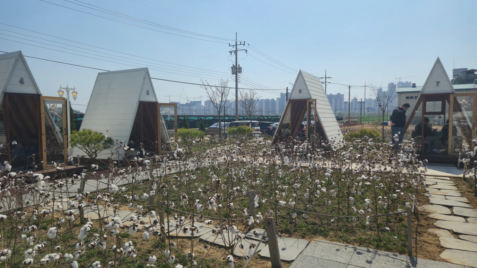 Stone path between A-frame cabins with cotton plants filling the garden and city apartment blocks faintly visible behind