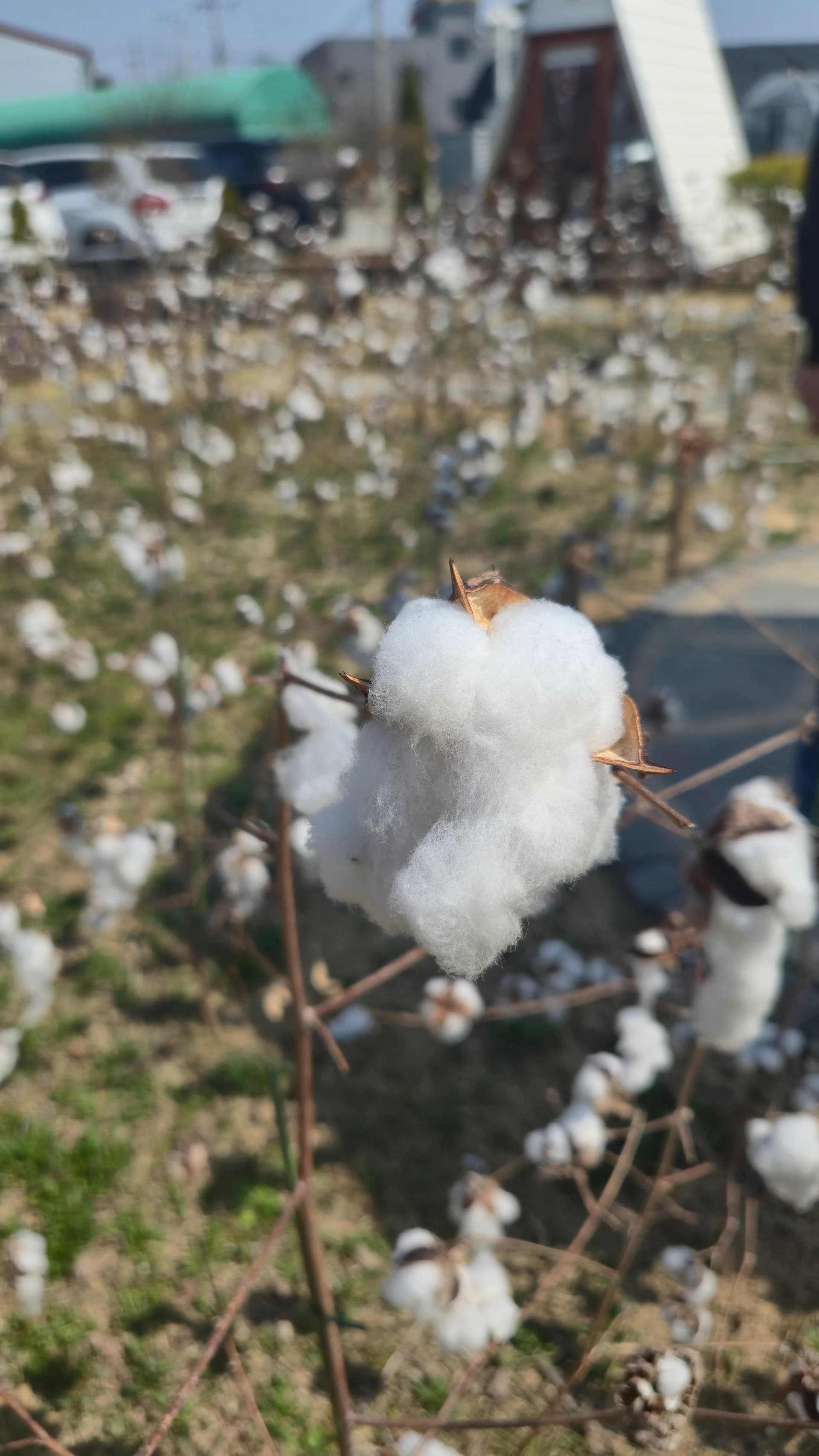 Close-up of real cotton bolls in the Toseong Village garden with white fluffy tufts hanging from dry stems