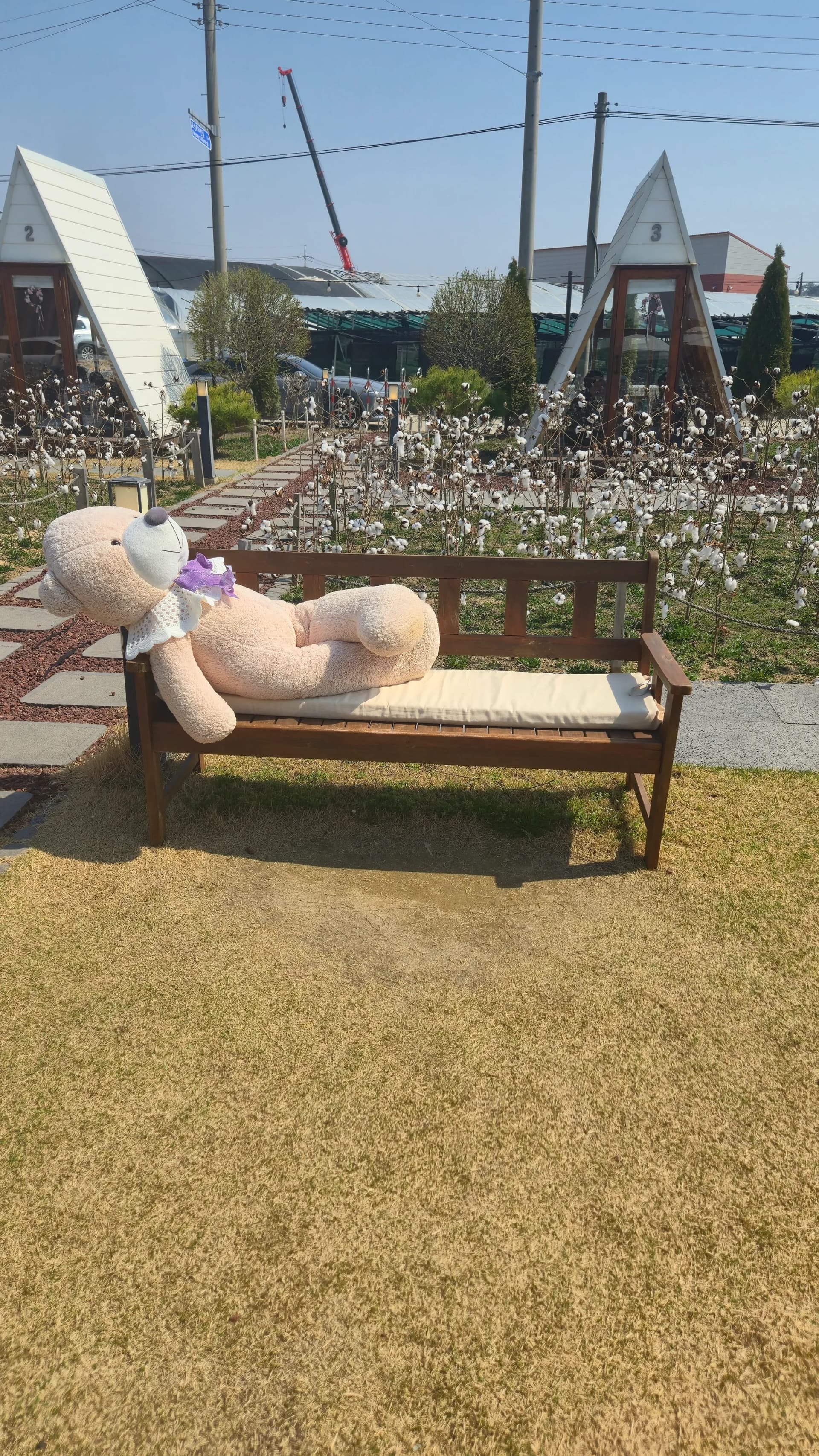 Life-sized pink teddy bear lying on a garden bench holding a purple bouquet with cotton fields and cabins behind