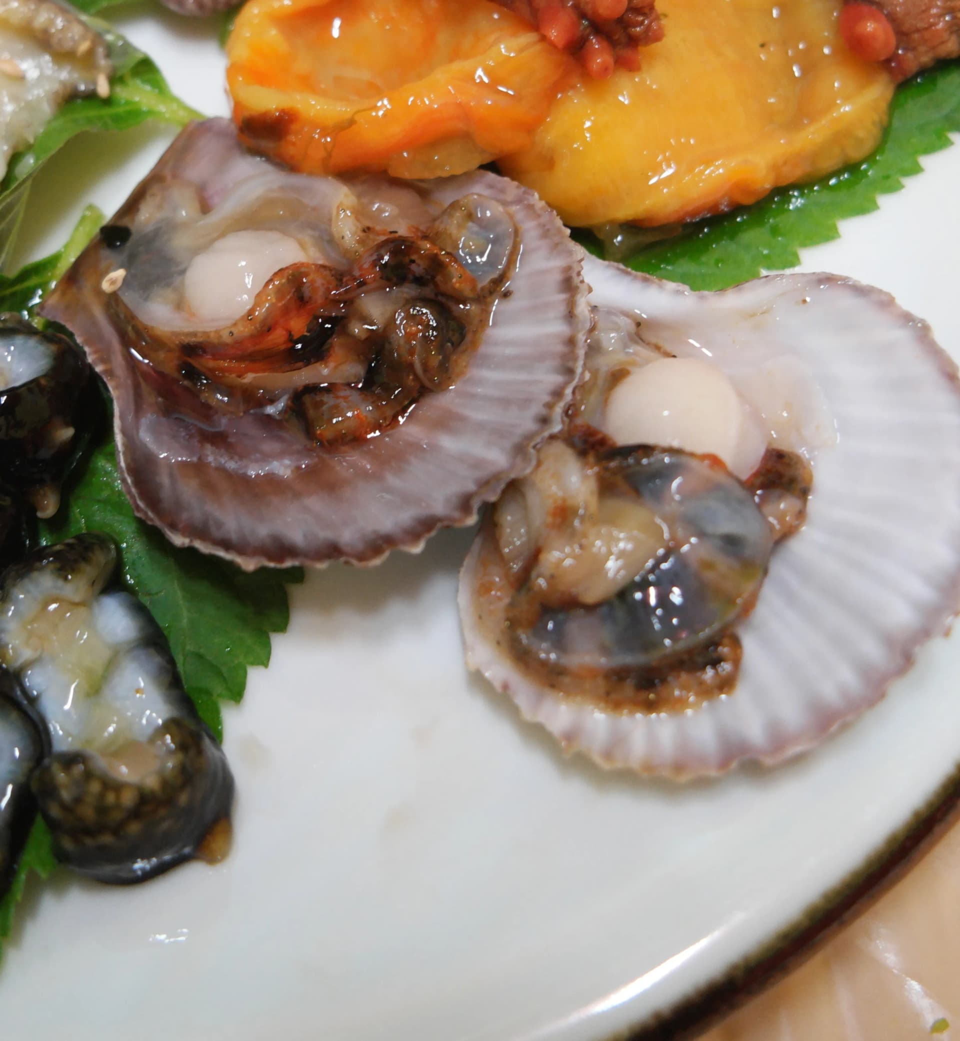 신선한 조개회 - 껍데기를 열어 속살이 오동통하게 보이는 날것 조개 | 하이제이에스비