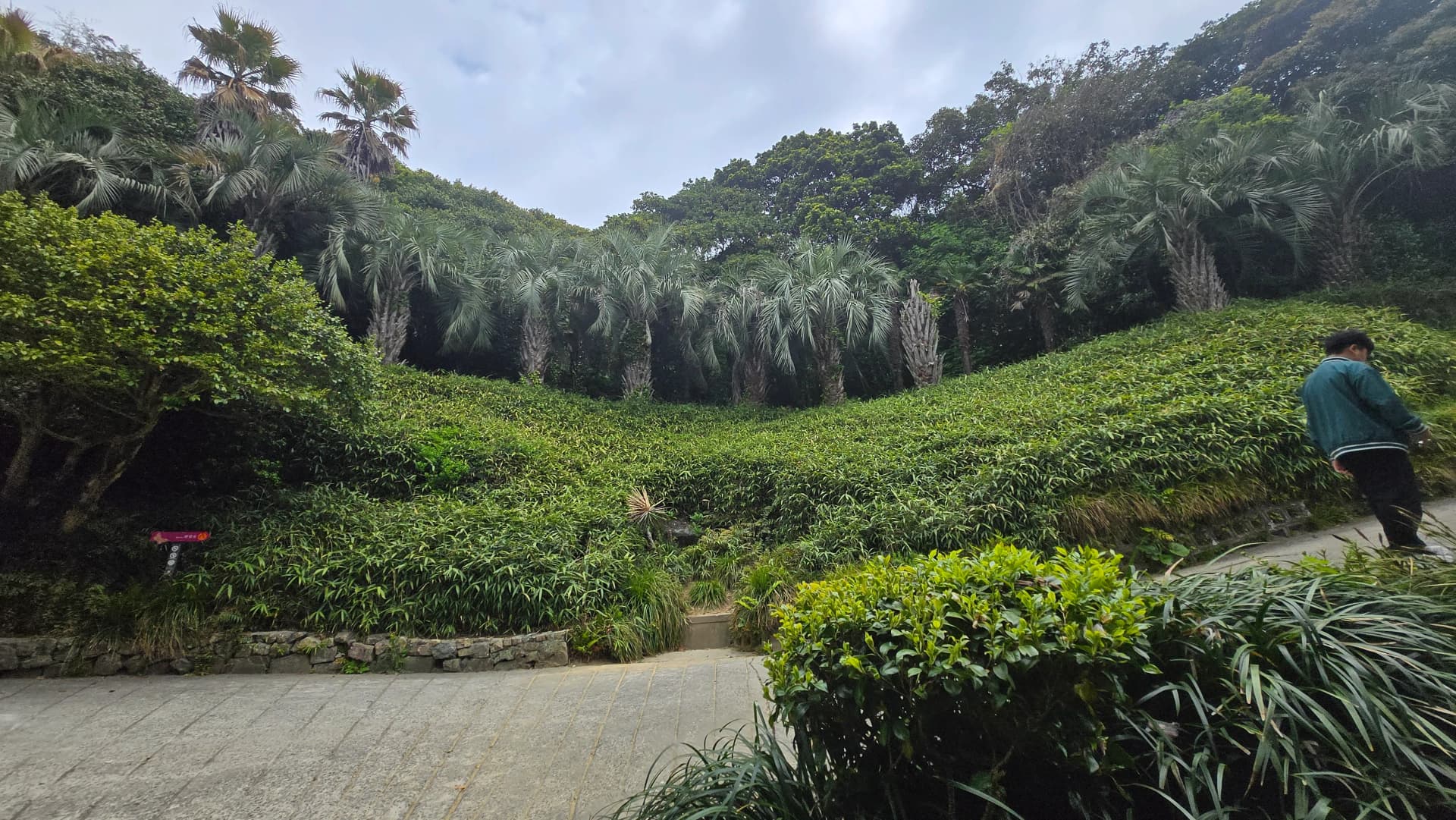 외도 보타니아 야자수 언덕길 아열대 식물 풍경 | 하이제이에스비