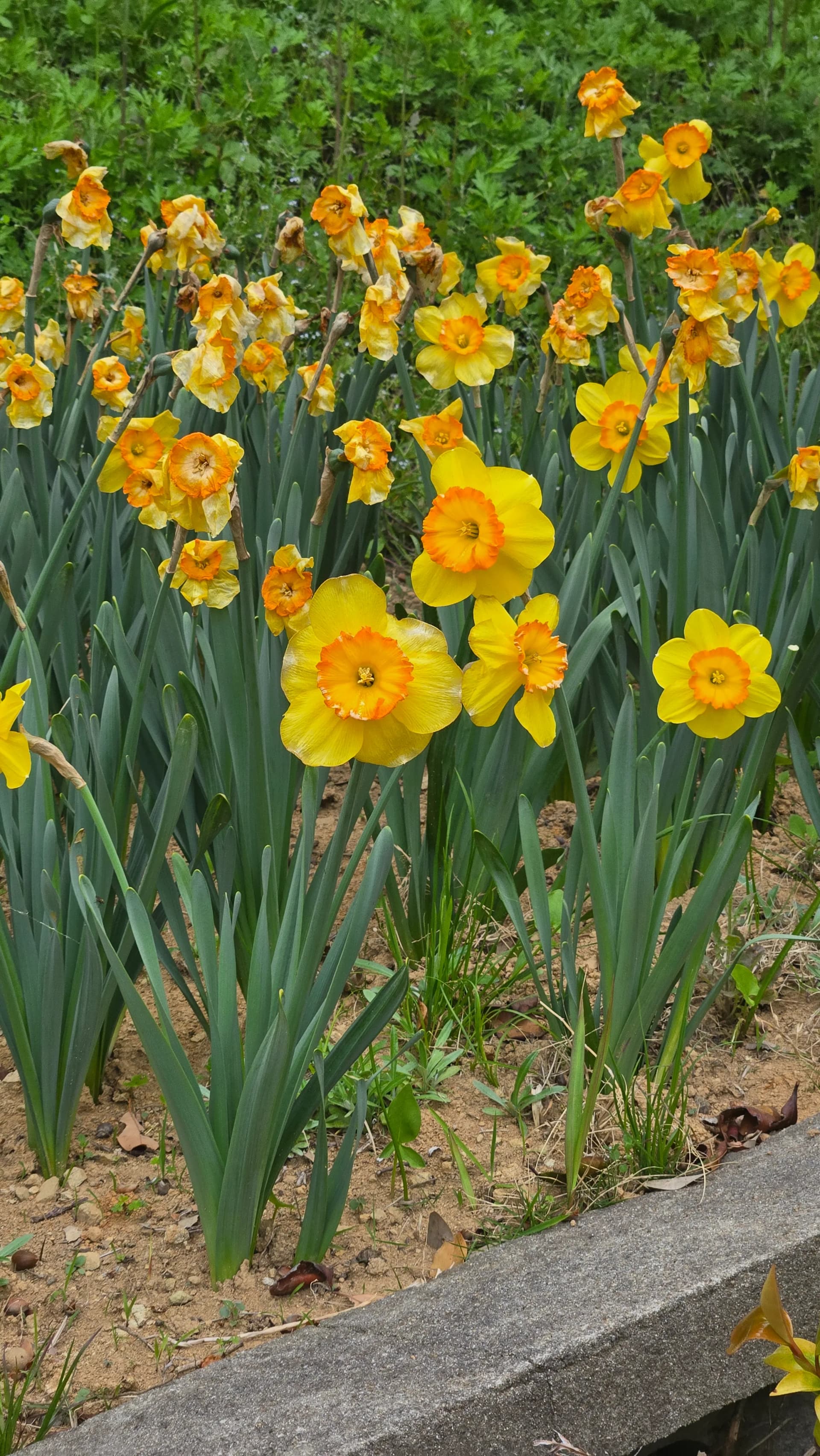 외도 보타니아 봄 수선화 군락 노란 꽃밭 | 하이제이에스비