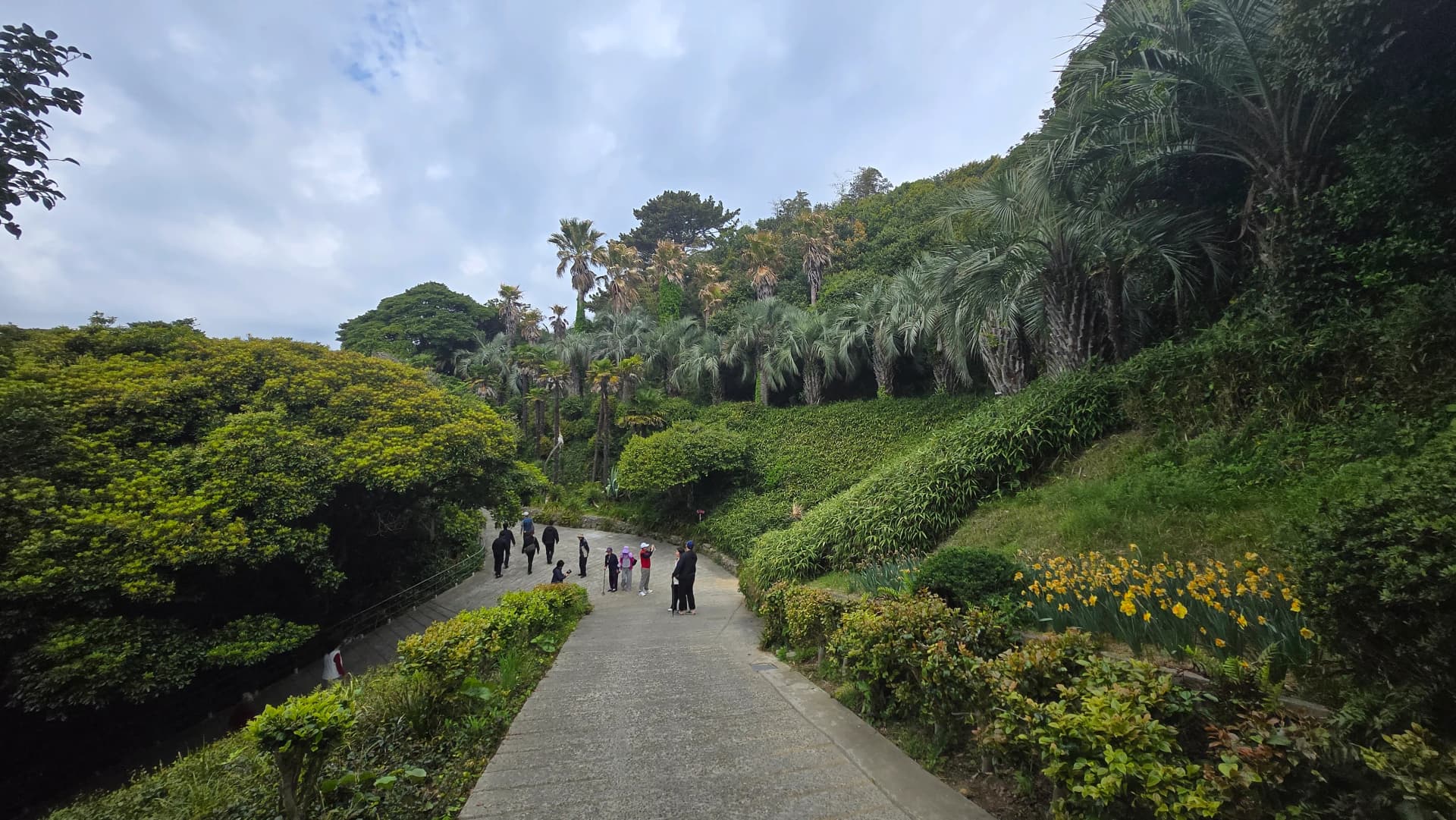 외도 보타니아 초록 터널길 양쪽 야자수와 노란 꽃 | 하이제이에스비