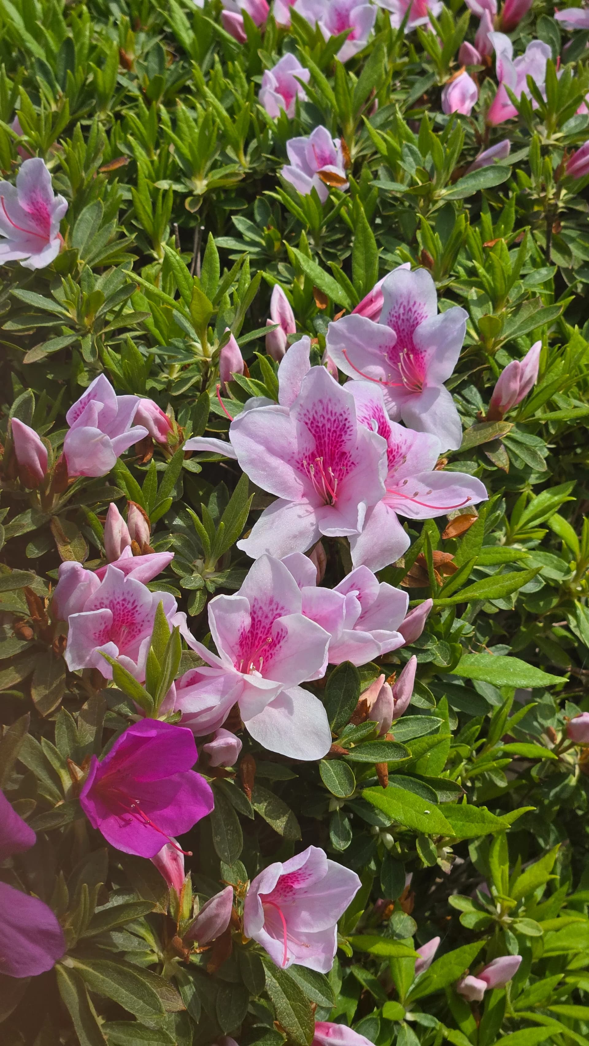 외도 보타니아 전망대 근처 연분홍 철쭉 꽃 클로즈업 | 하이제이에스비